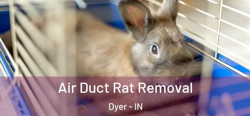 Air Duct Rat Removal Dyer - IN