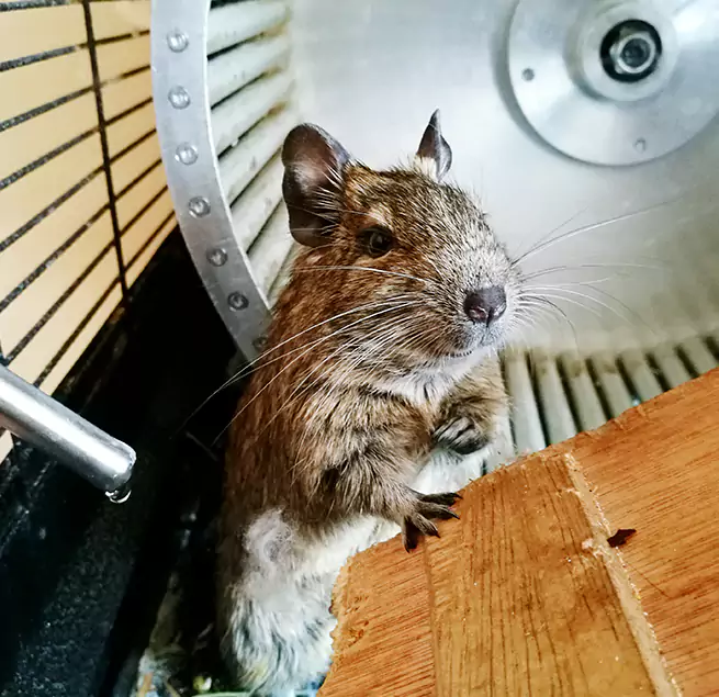 Why Homeowners & Businesses Trust Us Dyer, IN